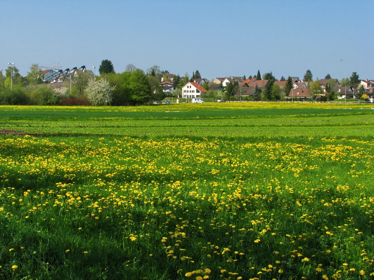 Blick über eine Frühlingswiese auf die Häuser von Dübendorf im Glattal