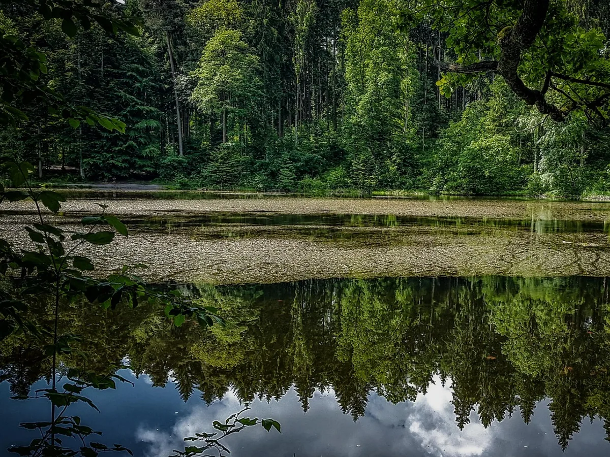 Calm wooded pond with mirror reflections on the Zimmerberg above Thalwil