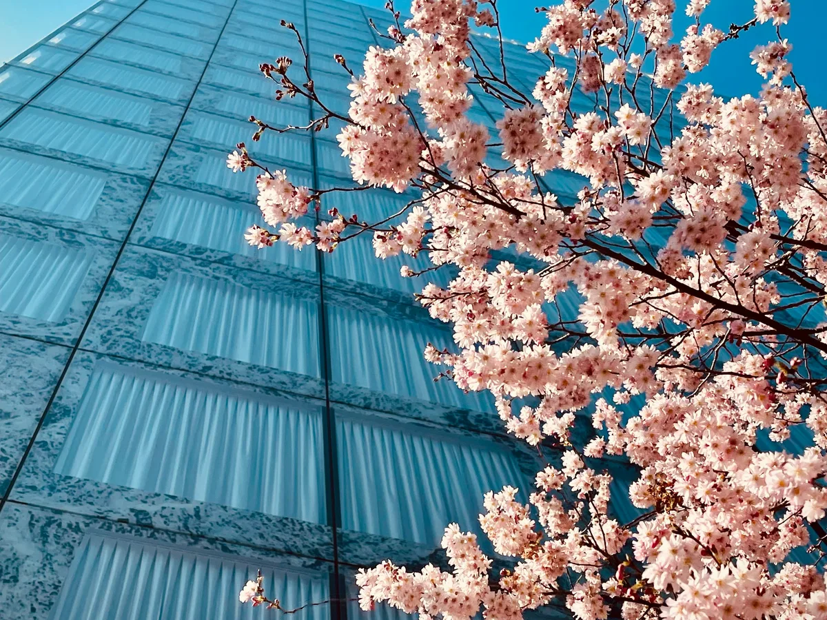 Cherry blossom in front of a modern glass building in Wallisellen in the Glattal