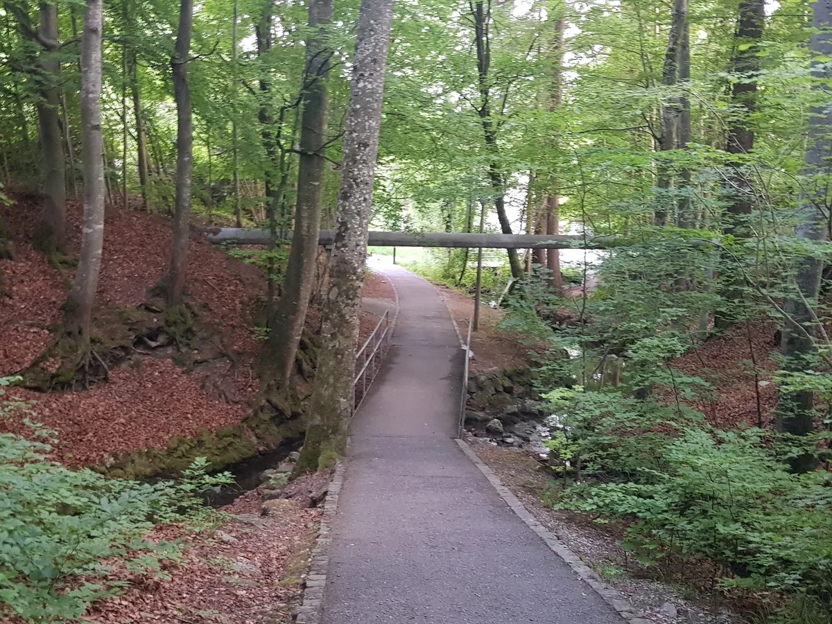 Waldweg mit Fussgängerbrücke im grünen Wald von Zumikon